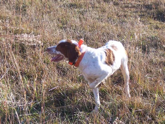 ARMSTRONG'S SAGEGRASS SADIE