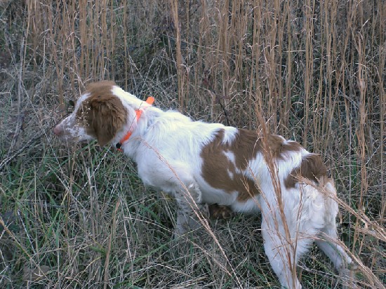 RACHEL'S MISS SOPHIA
