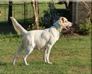 CROCKETT'S TEJAS JAMIE