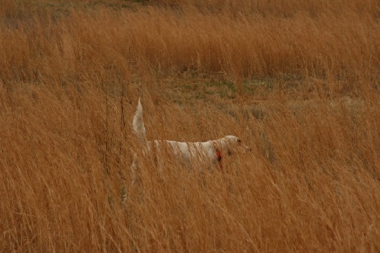 BULLETCREEK KATE
