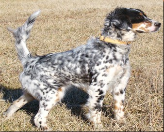BAMA'S MAGGIE JET